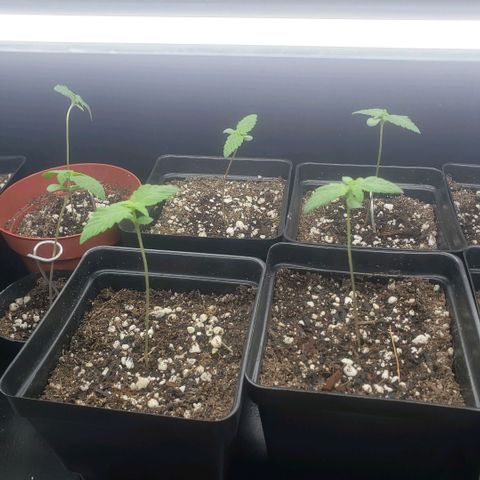 GOJI OJ growlog photo: Supporting some due to weak stems from early stretching