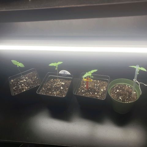 GOJI OJ growlog photo: Supporting some due to weak stems from early stretching
