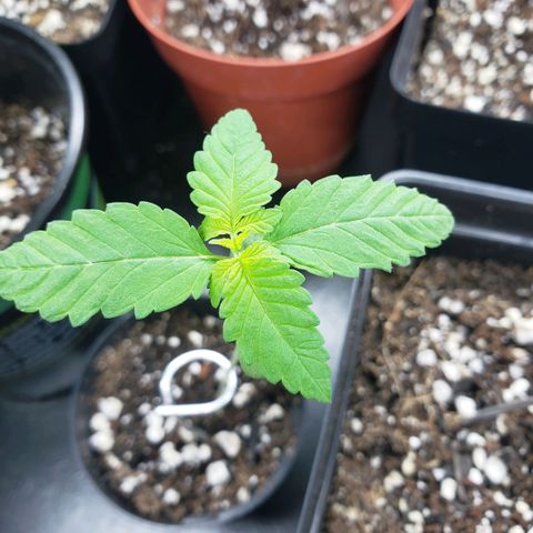 GOJI OJ growlog timeline photo