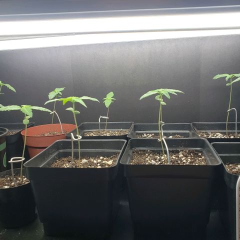 GOJI OJ growlog timeline photo
