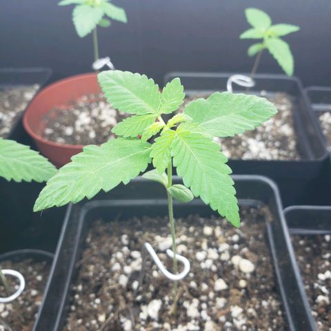GOJI OJ growlog timeline photo