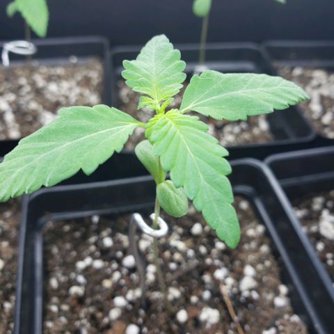 GOJI OJ growlog photo: Weird leafs?