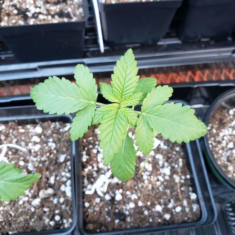 GOJI OJ growlog timeline photo