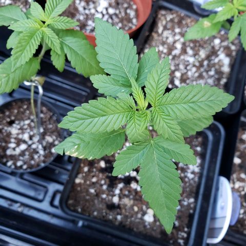 GOJI OJ growlog timeline photo
