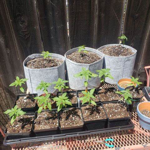 GOJI OJ growlog photo: I have no idea what I'm doing. Gor ph somewhat normal it was high. Feeding roots gold exculpatory gold and bio-1