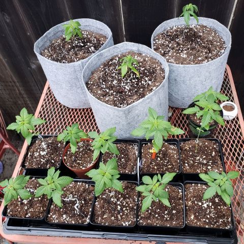 GOJI OJ growlog timeline photo