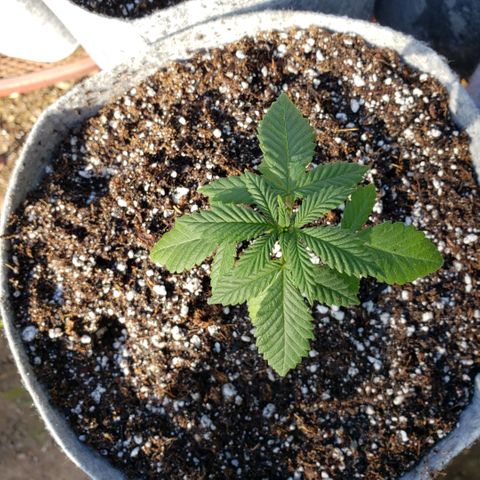 GOJI OJ growlog timeline photo