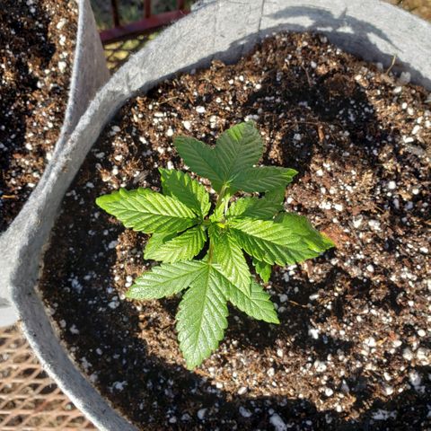 GOJI OJ growlog timeline photo