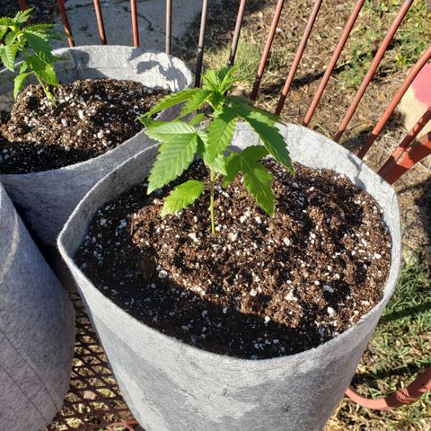 GOJI OJ growlog timeline photo