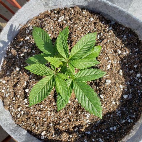 GOJI OJ growlog timeline photo