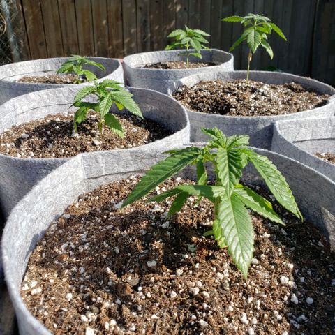 GOJI OJ growlog timeline photo