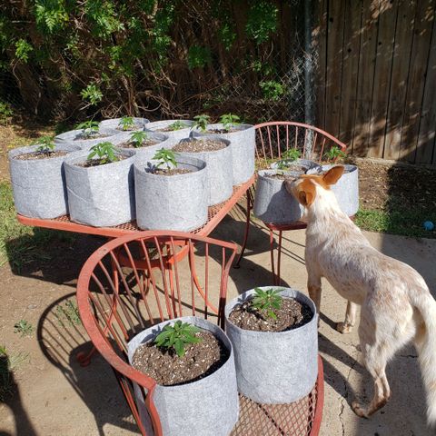 GOJI OJ growlog timeline photo