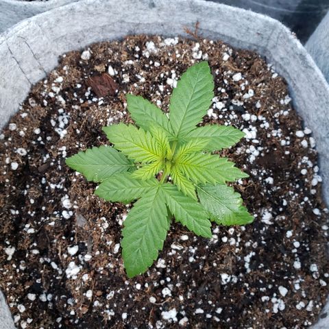 GOJI OJ growlog timeline photo