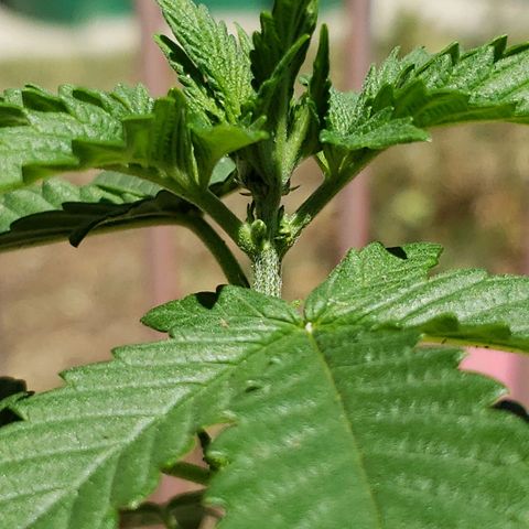 GOJI OJ growlog photo: First spot of pollen sacs