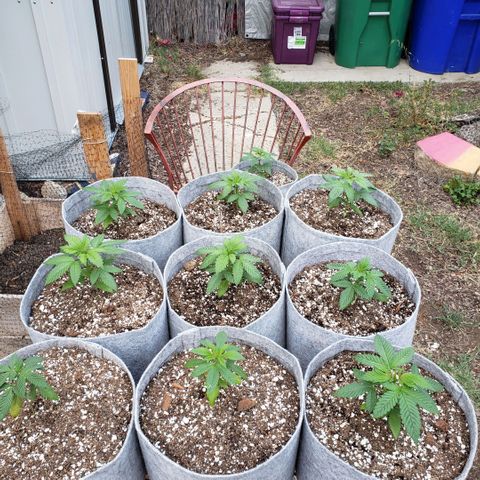 GOJI OJ growlog timeline photo