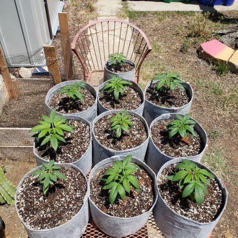 GOJI OJ growlog photo: Topped 9 of 10 and defoliated bottom leaves