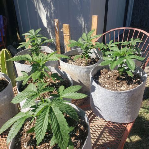 GOJI OJ growlog timeline photo