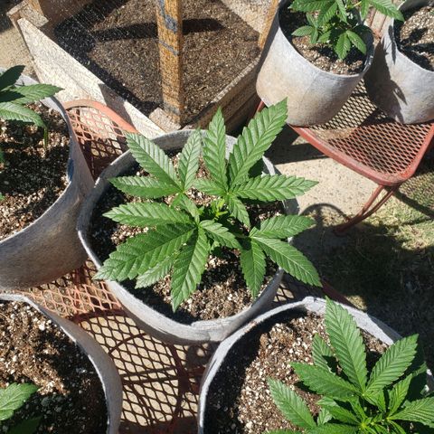GOJI OJ growlog timeline photo