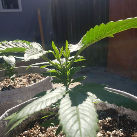 GOJI OJ growlog photo: Starting to see growth after topping 1 week ago