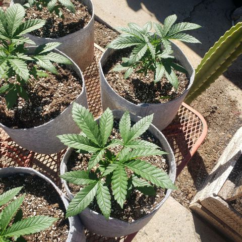 GOJI OJ growlog timeline photo