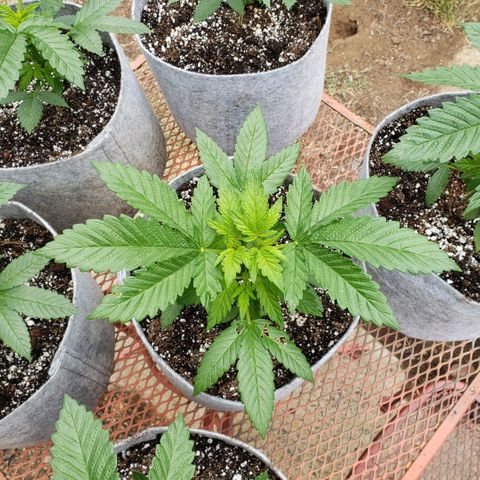 GOJI OJ growlog timeline photo