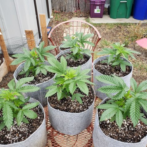 GOJI OJ growlog timeline photo