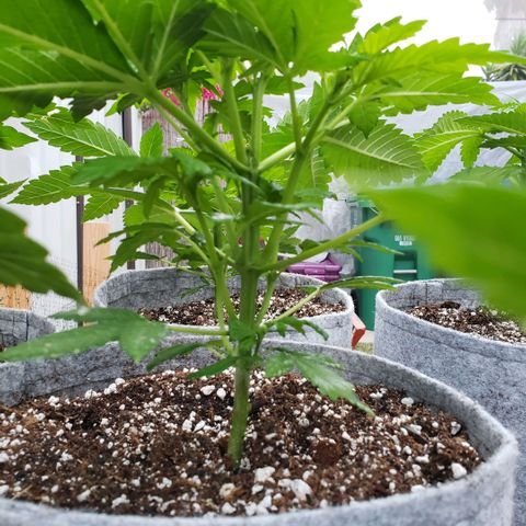 GOJI OJ growlog timeline photo
