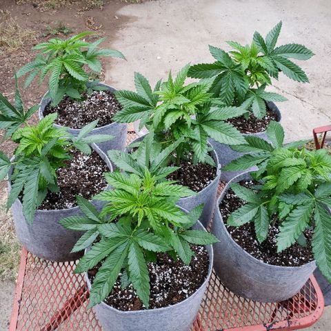 GOJI OJ growlog timeline photo