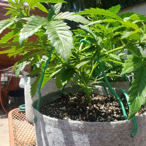 GOJI OJ growlog timeline photo