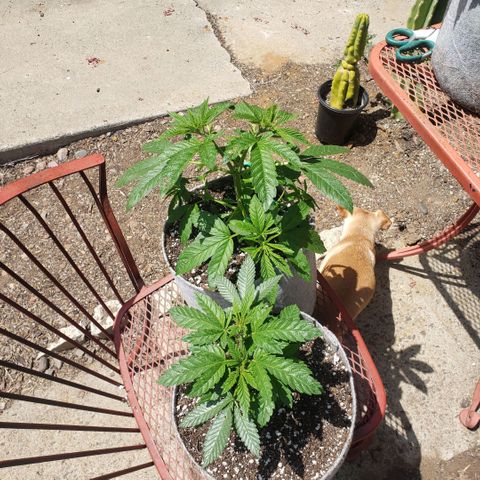 GOJI OJ growlog timeline photo