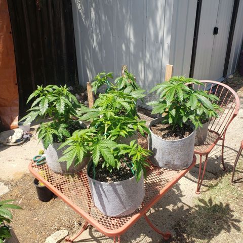GOJI OJ growlog timeline photo