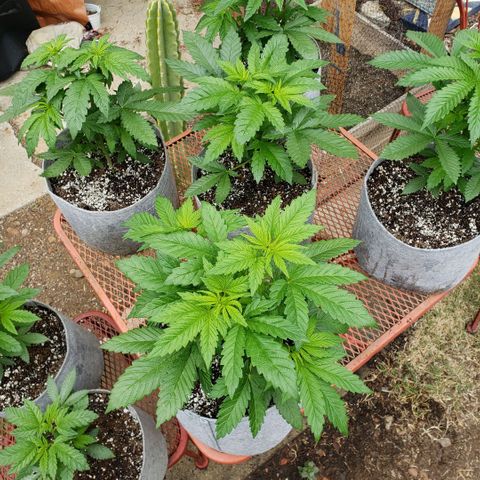 GOJI OJ growlog timeline photo