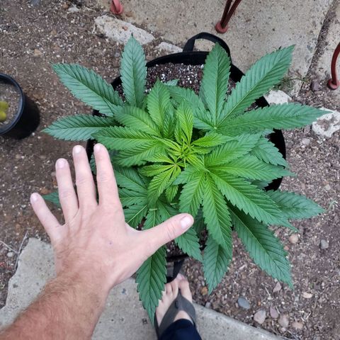 GOJI OJ growlog timeline photo