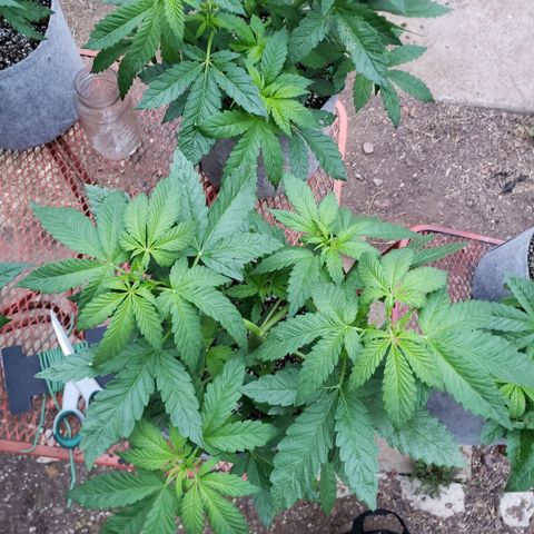 GOJI OJ growlog timeline photo