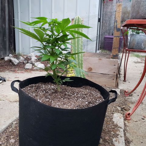 GOJI OJ growlog timeline photo