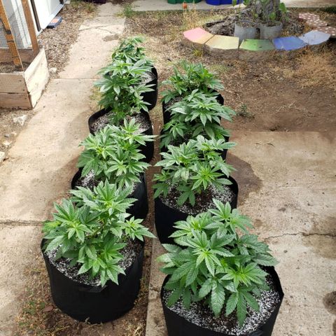GOJI OJ growlog timeline photo