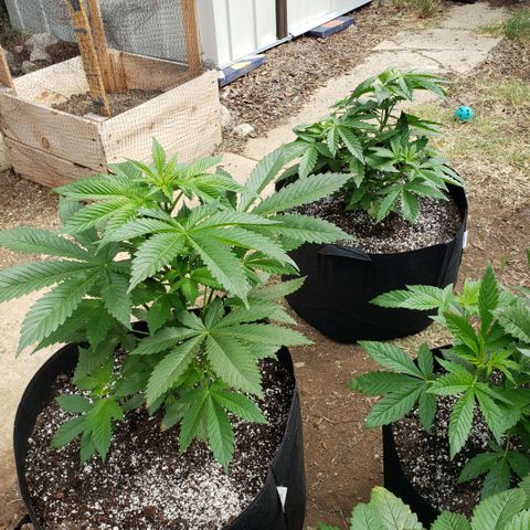 GOJI OJ growlog timeline photo