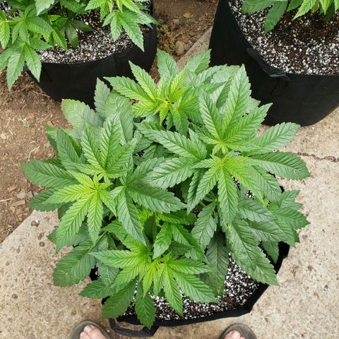 GOJI OJ growlog timeline photo