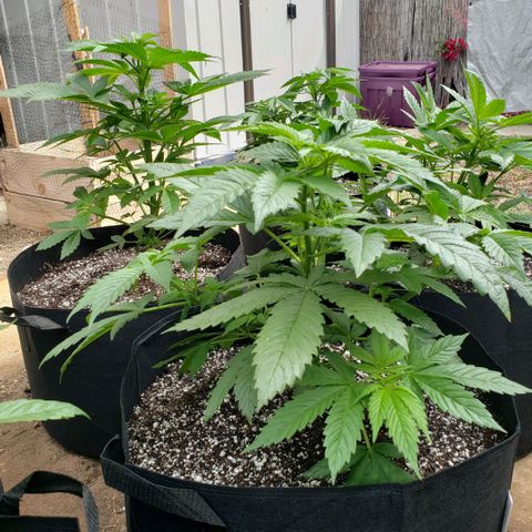 GOJI OJ growlog timeline photo