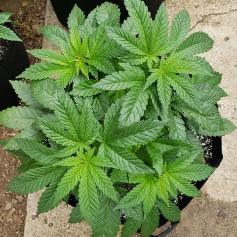 GOJI OJ growlog timeline photo