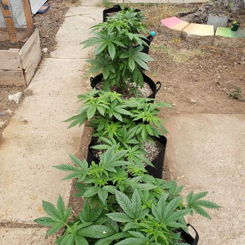GOJI OJ growlog timeline photo