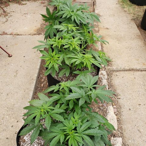 GOJI OJ growlog timeline photo