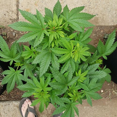 GOJI OJ growlog timeline photo
