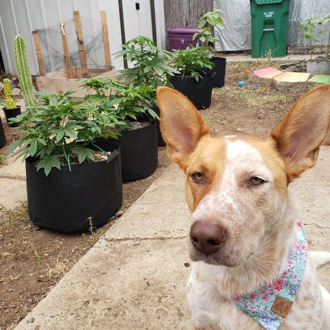 GOJI OJ growlog timeline photo