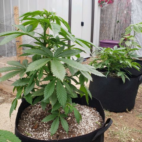 GOJI OJ growlog timeline photo