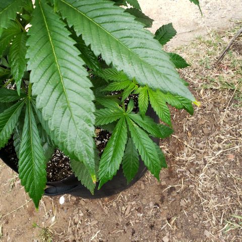 GOJI OJ growlog timeline photo
