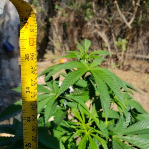 GOJI OJ growlog timeline photo