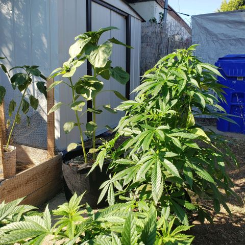 GOJI OJ growlog timeline photo