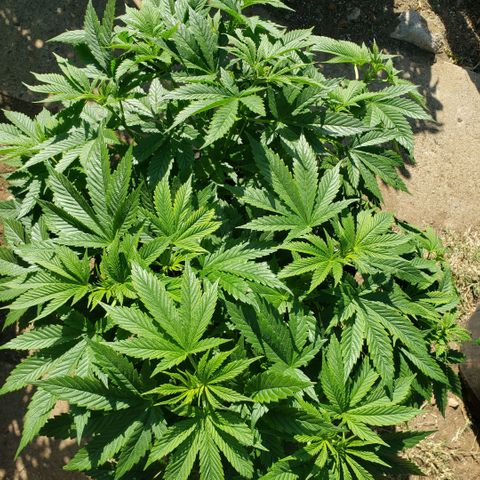 GOJI OJ growlog timeline photo