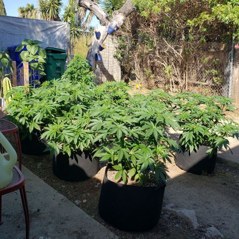 GOJI OJ growlog timeline photo